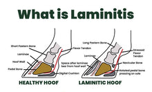 Load image into Gallery viewer, Good Doers & Laminitics Paddock Seed Without Herbs