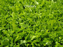 Load image into Gallery viewer, 1KG Herbal seed mixture for Horse paddocks