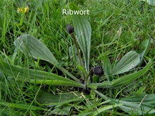 Load image into Gallery viewer, 1KG Herbal seed mixture for Horse paddocks