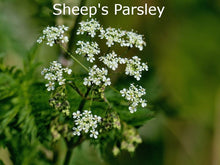 Load image into Gallery viewer, 1KG Herbal seed mixture for Horse paddocks
