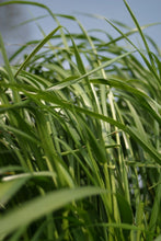 Load image into Gallery viewer, Autumn Winter Green Manures Mixture grass