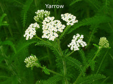 Load image into Gallery viewer, 1KG Herbal seed mixture for Horse paddocks