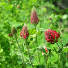 Load image into Gallery viewer, Crimson Clover Seed flowering