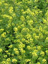 Load image into Gallery viewer, White Mustard Seed