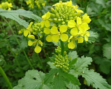 Load image into Gallery viewer, White Mustard Seed