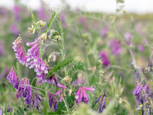 Load image into Gallery viewer, Common Vetch Seed flowering