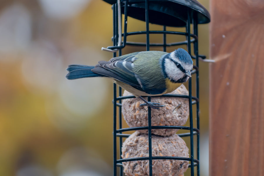 Feeding Birds in Winter