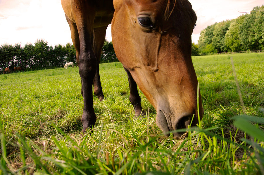 The Ultimate Guide to Choosing, Growing, and Caring for Grass in Horse Paddocks