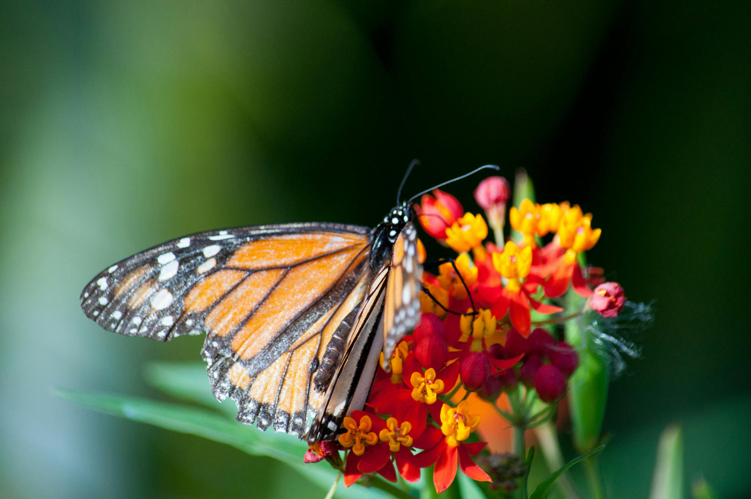Butterfly on Pretty Red and Yellow Wildflowers