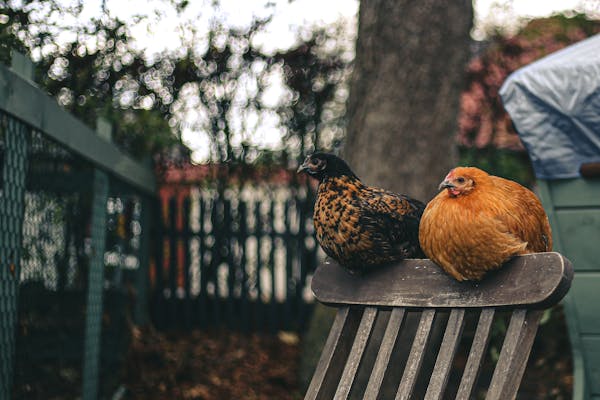 Two Chickens Sitting on a Chair