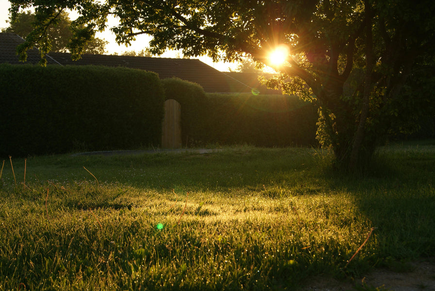 Revolutionise your Gardens Darker Corners with Shady Garden Seed: A Comprehensive Guide