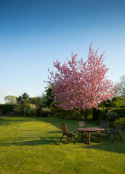 Transform Your Lawn into a Bowling Green with Fescue Grass Seed