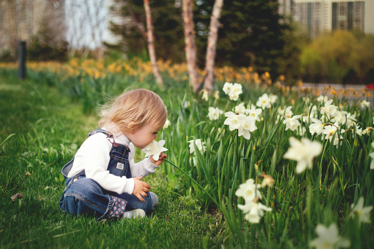 Little girl smelling lily flowers