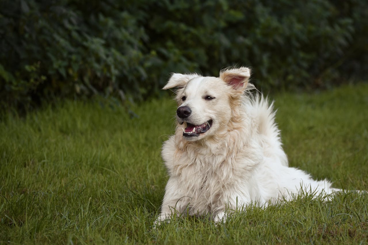 How to Stop Dogs Wearing Out Grass