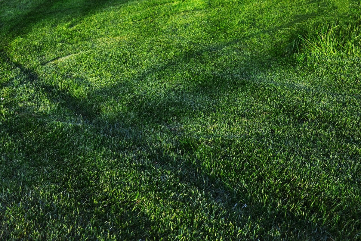 Why Grass Seed Is Not Germinating