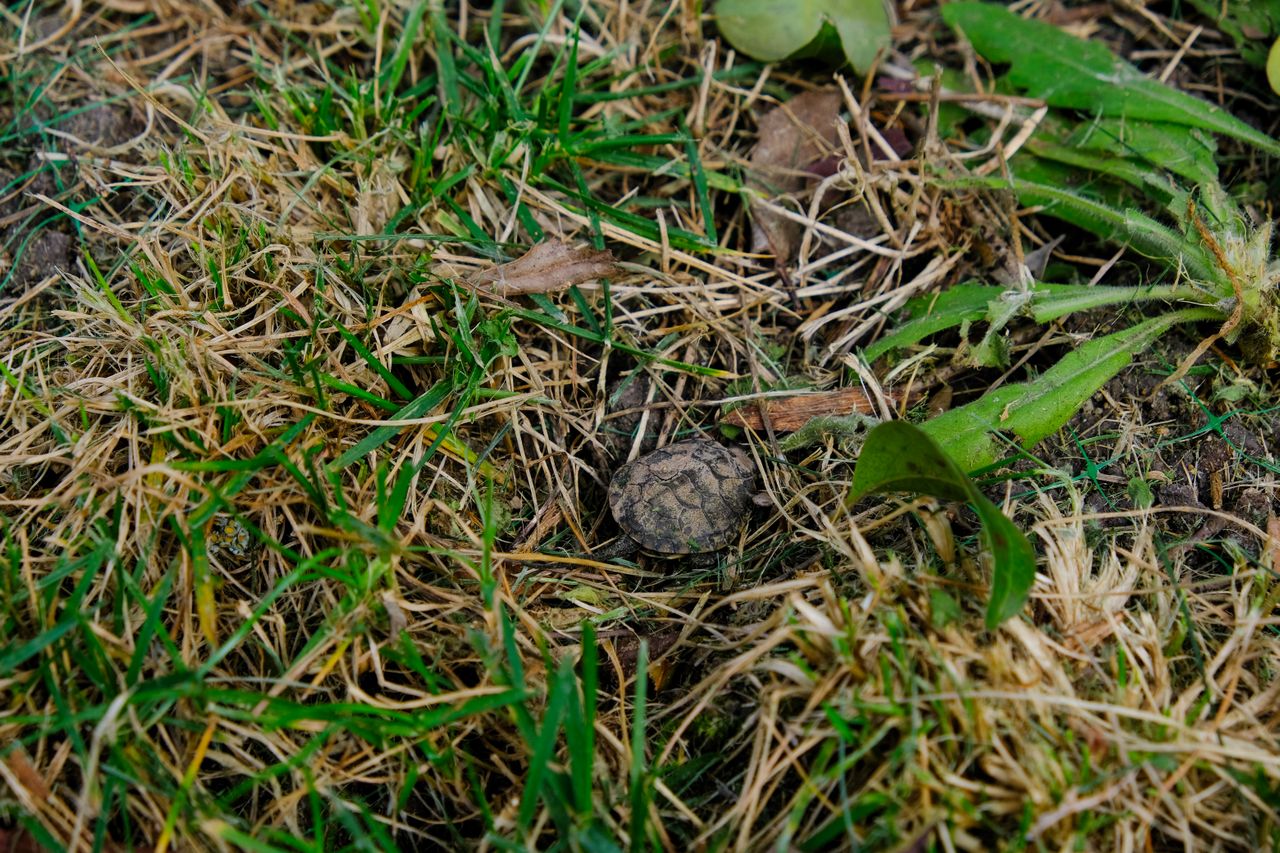 How to Repair Bare Patches in Your Lawn with Grass Seed