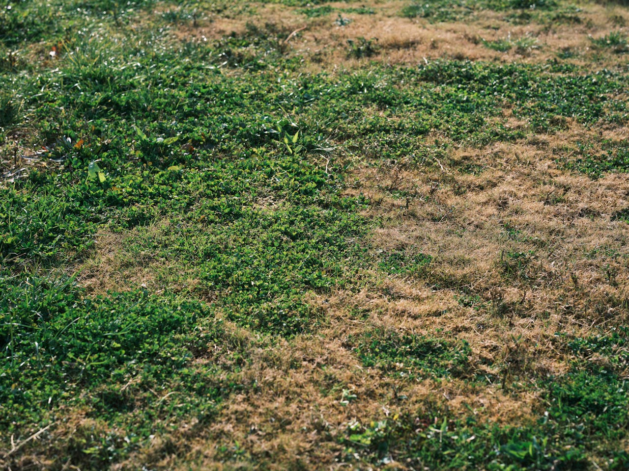Why Spring Lawns Become Patchy