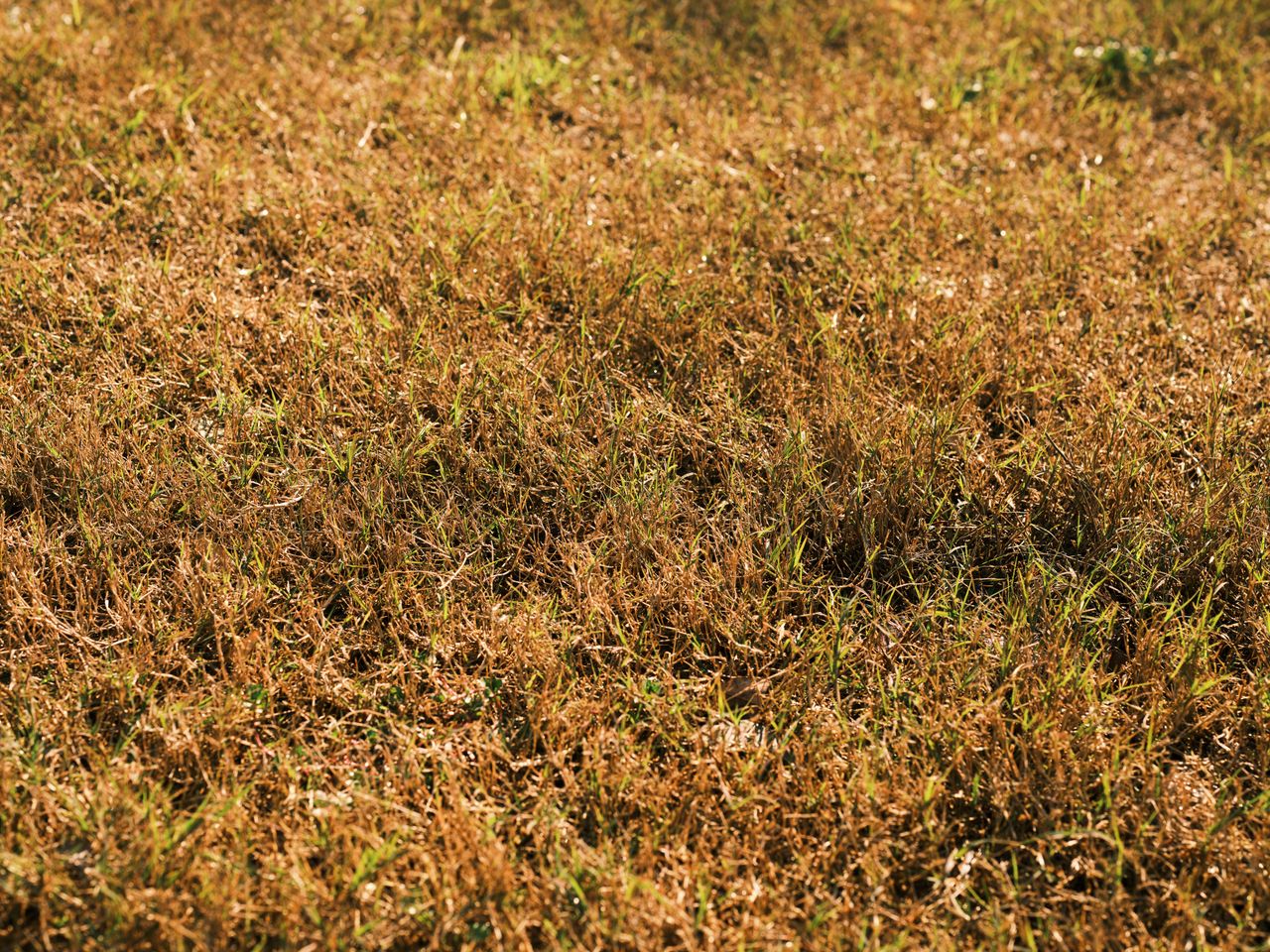 Why Grass Turns Yellow in Hot Weather