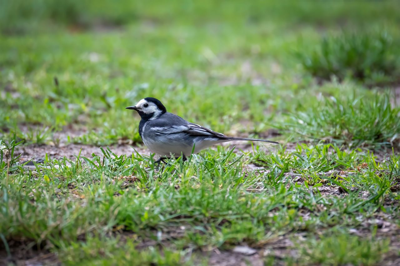 Why Birds Eat Newly Sown Grass Seed (And What You Can Do About It)