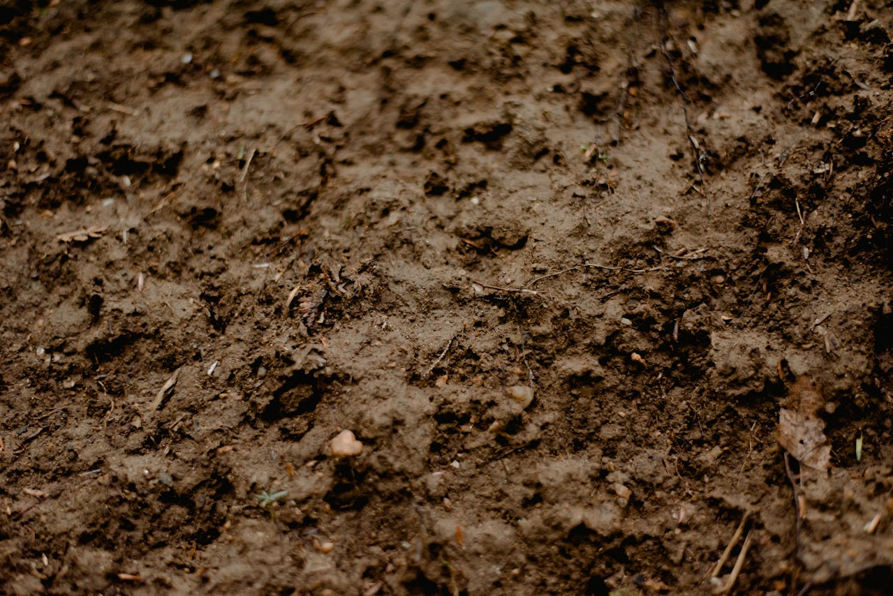 Best Grass Seed for Clay Soil