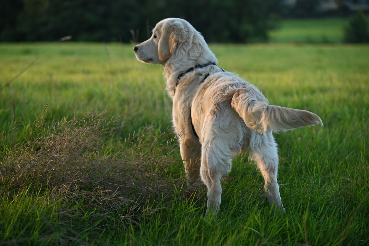 Why Dog Urine Causes Yellow Grass