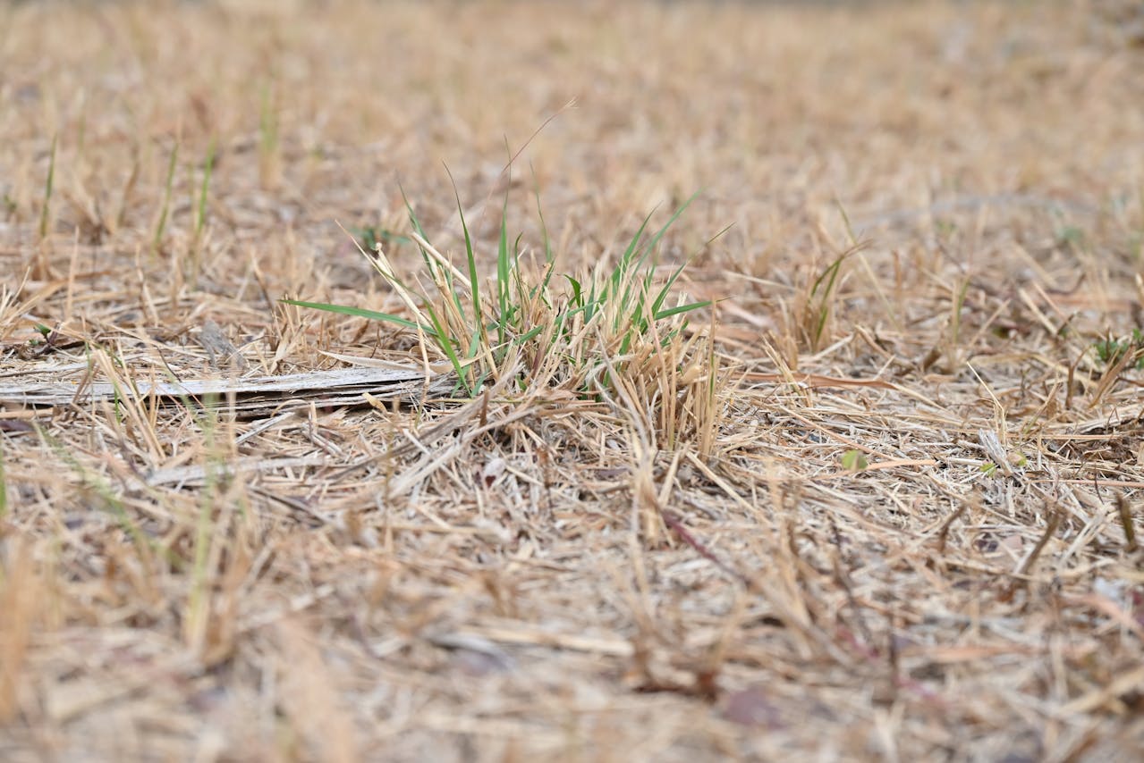 Can Dead Grass Recover After Drought?