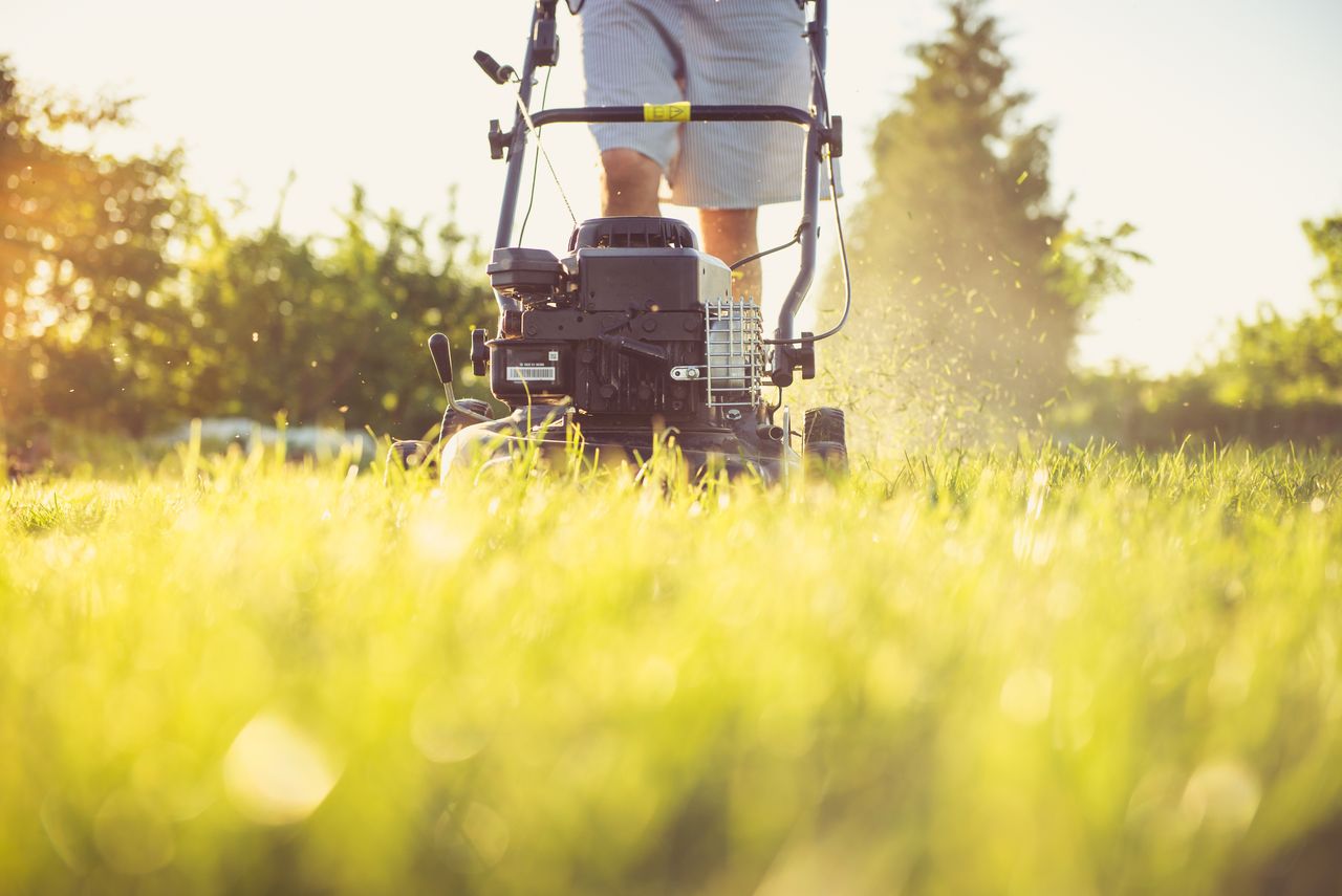 Can Grass Seed Survive a Heatwave?