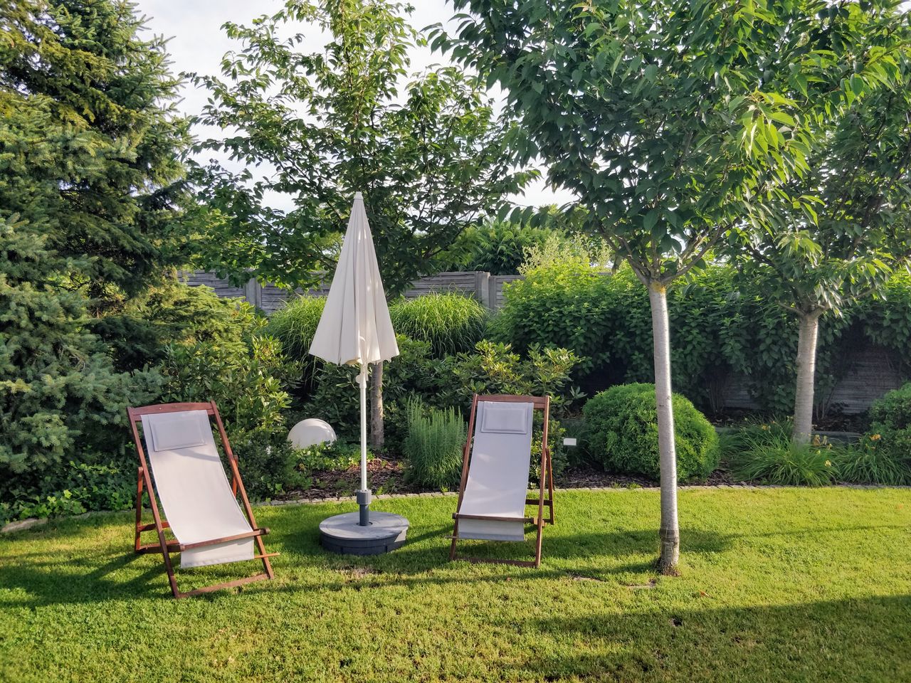 Best Grass Seed for Dry Summers