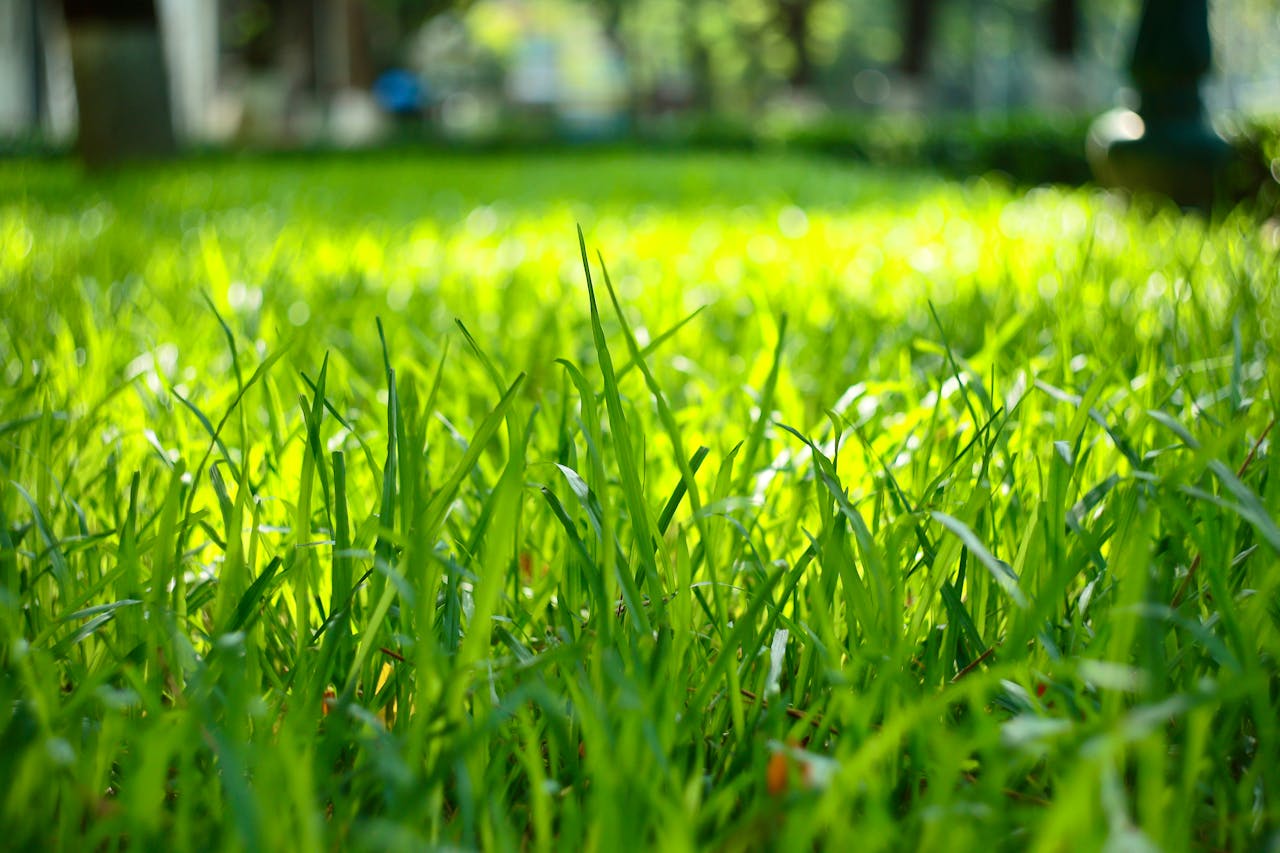 Step-by-Step Guide to Overseeding Your Lawn for Beginners