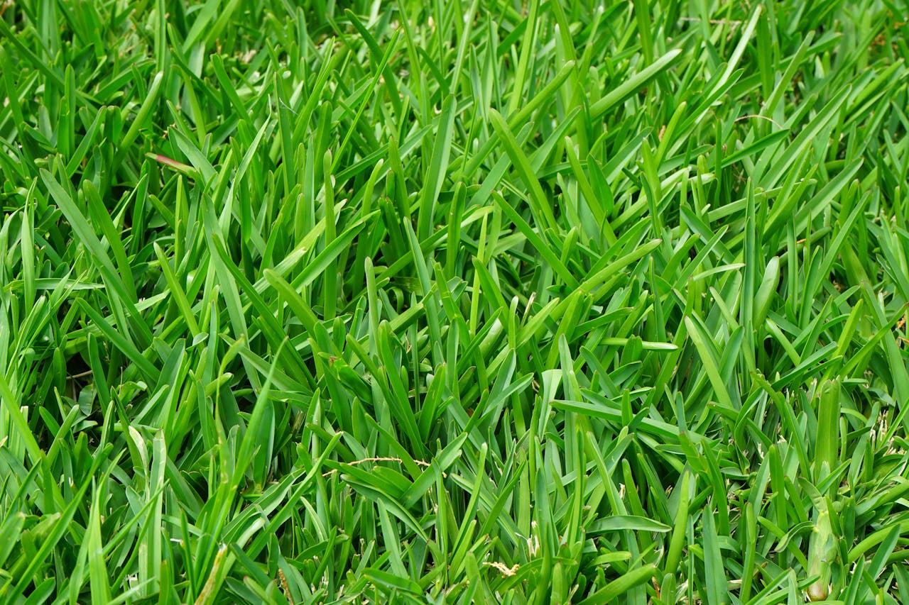 A Practical Guide to Grass Tips and Lawn Care