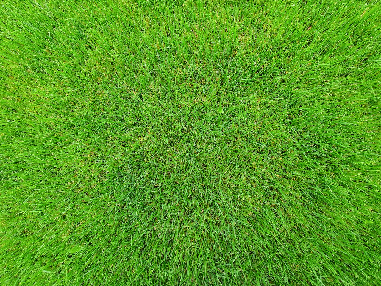 Fastest Growing Grass Seed for UK Gardens
