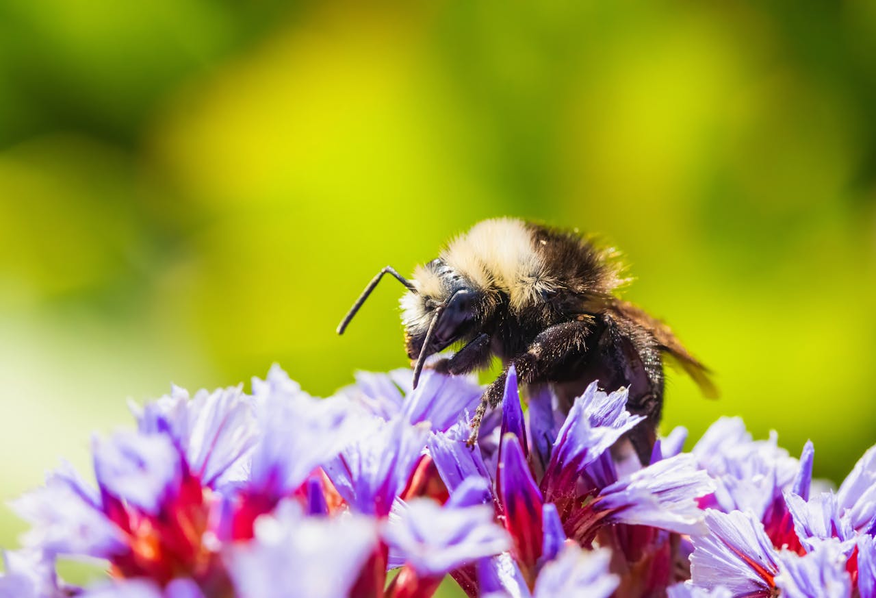 Best Wildflowers for Bees and Butterflies