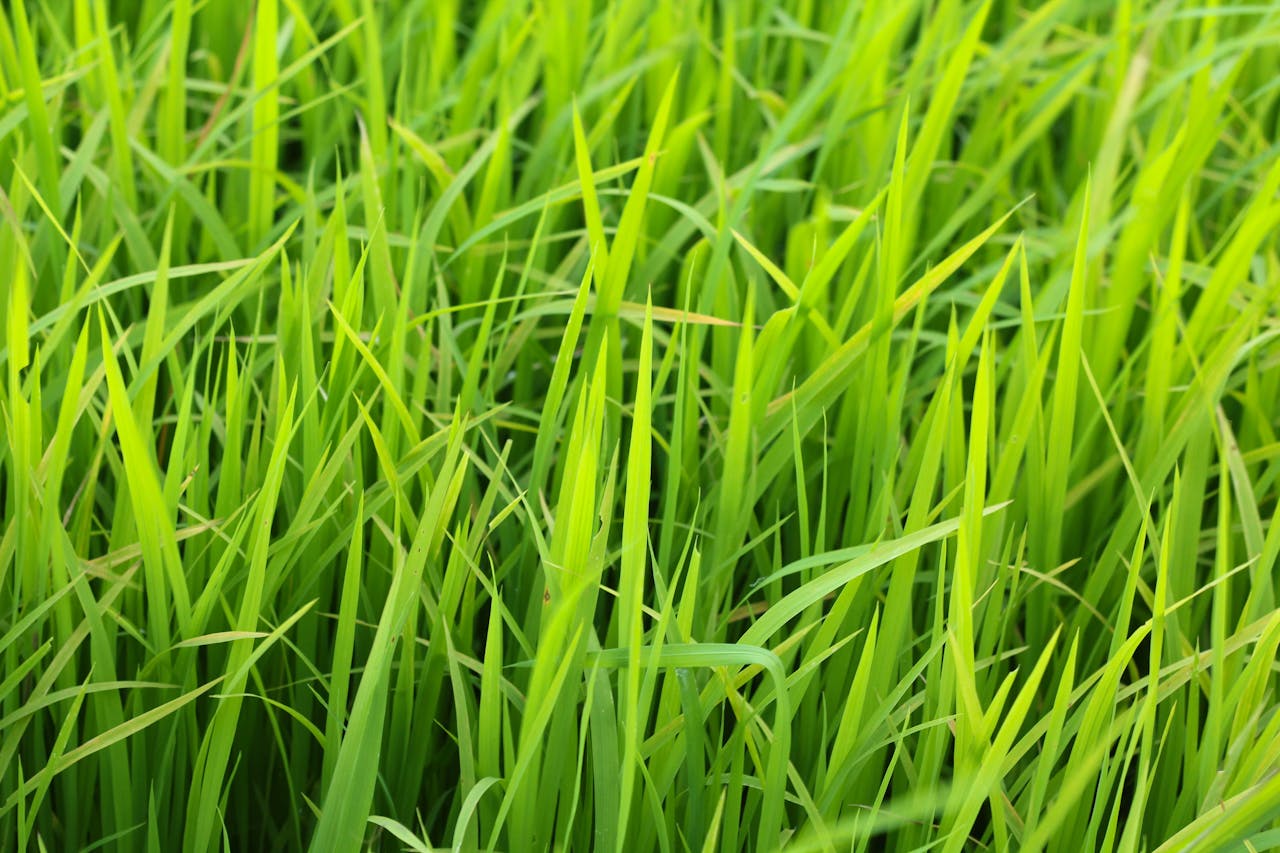 Best Drought Resistant Lawn Options