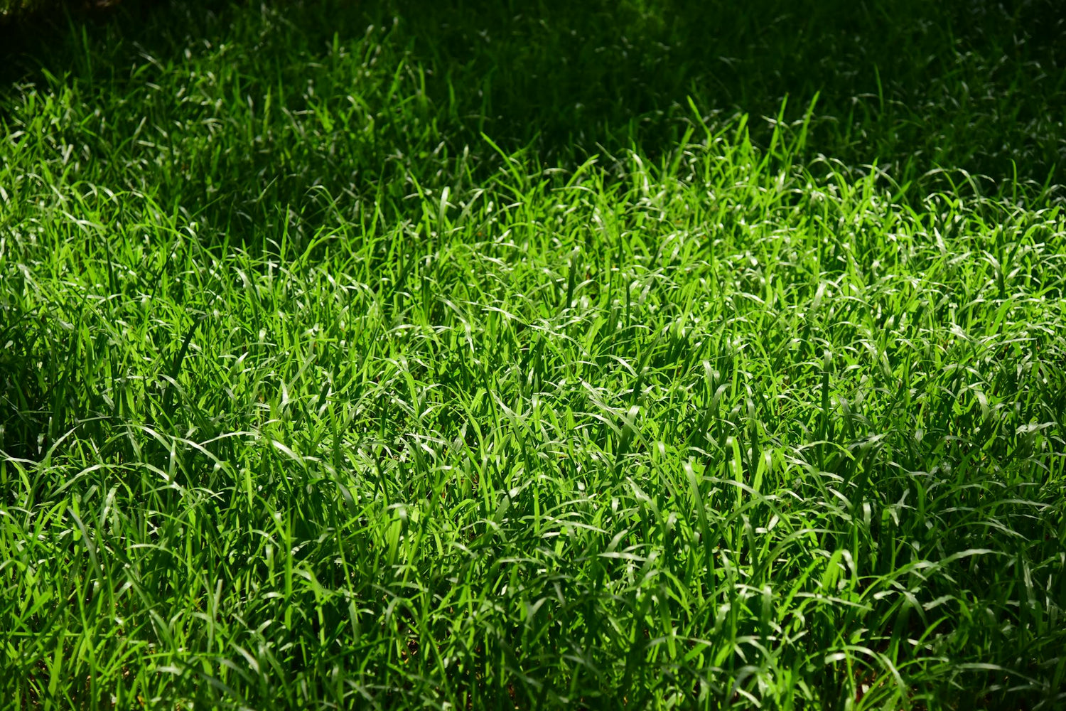 Top 5 Lawn Fertilising Mistakes and How to Avoid Them
