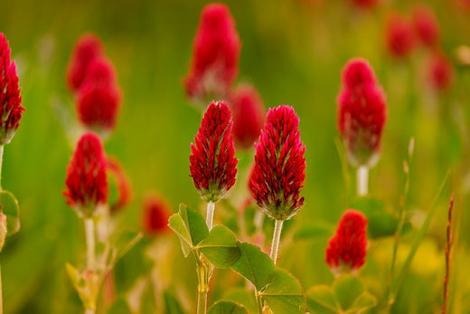 Red Clover, Red Blooming Flower