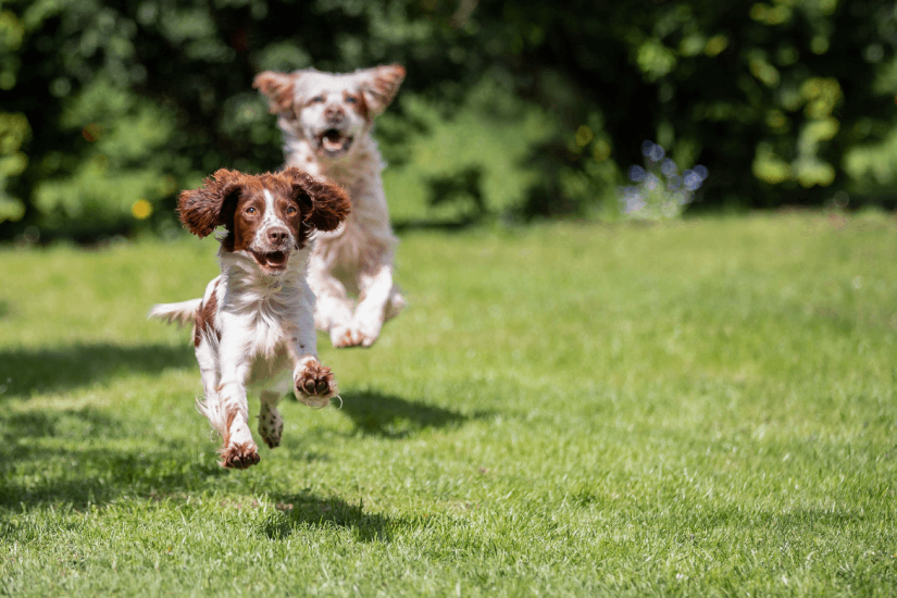 Best Grass Seed for Dogs