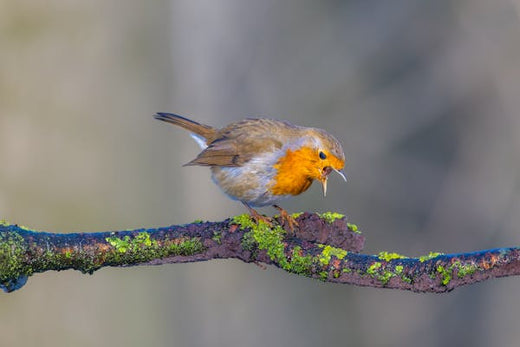 Robin chirping at a branch