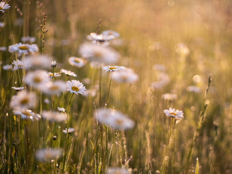 How Wildflowers Support Bees, Butterflies, and Other Pollinators: Create a Pollinator-Friendly Garden with Wildflower Seeds