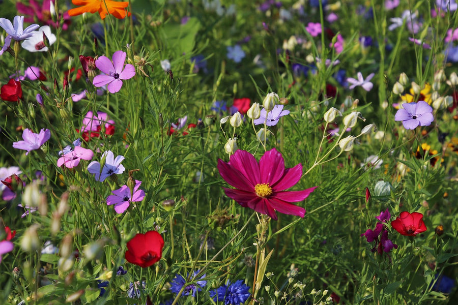 How to Attract Butterflies with Wildflowers in Your Garden
