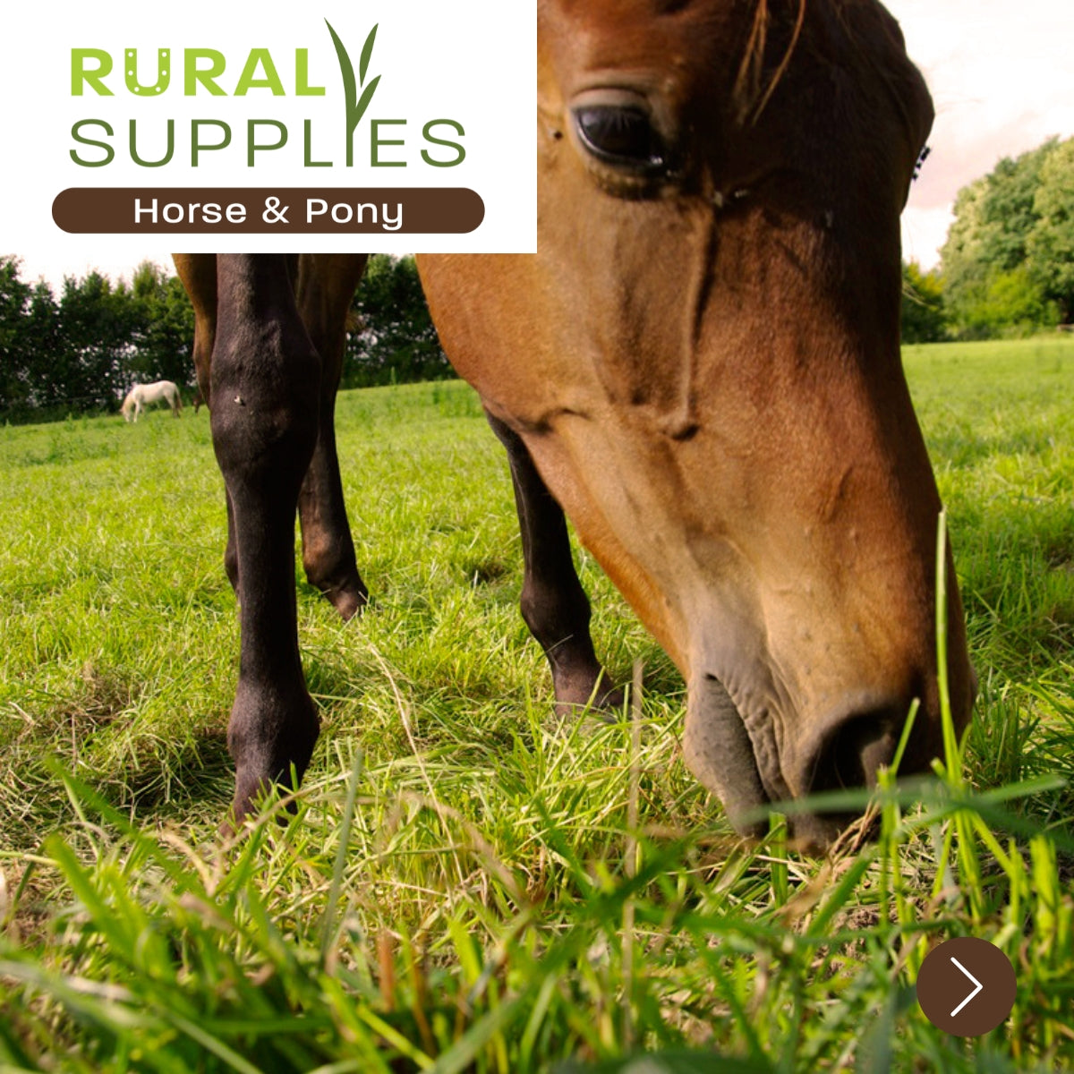 Equine Supplies