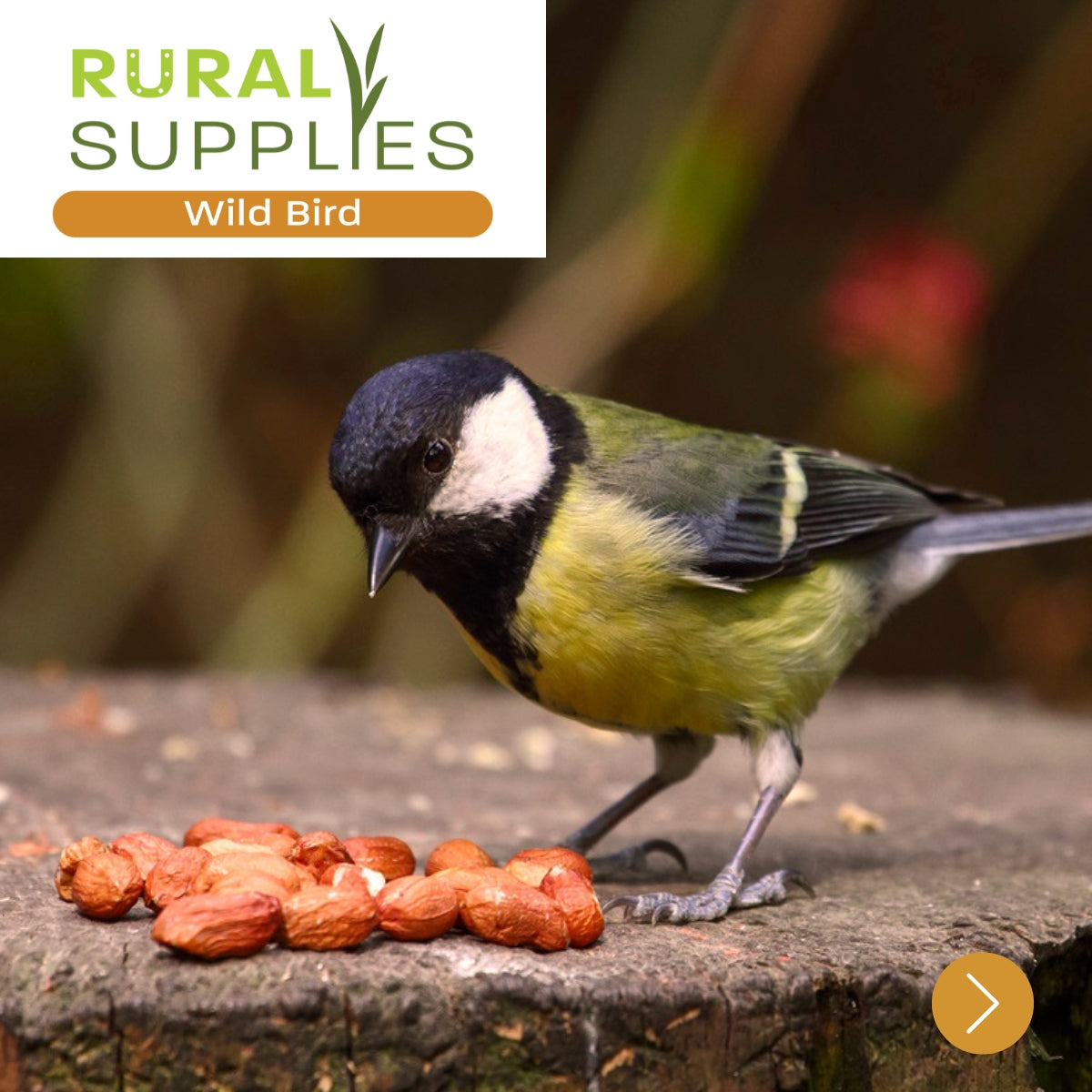 Wild Bird Feed, Food & Seeds