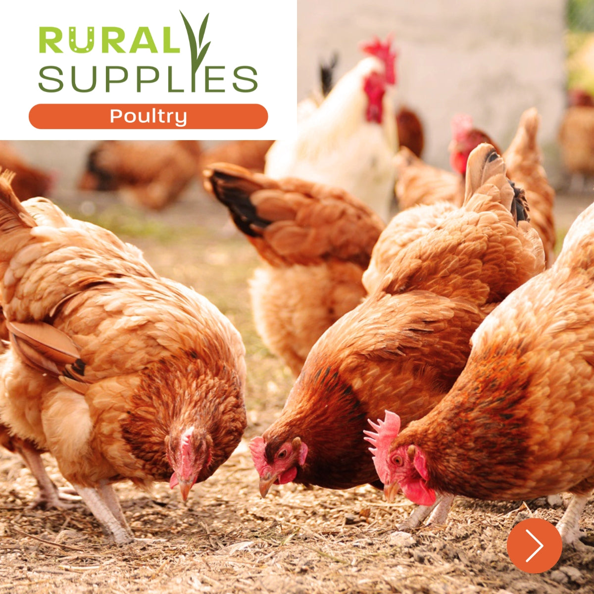 Poultry & Chicken Feed