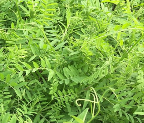  Autumn Winter Green Manures Mixture foilage