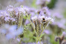 Load image into Gallery viewer, Phacelia Seeds
