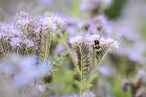 Phacelia Seeds