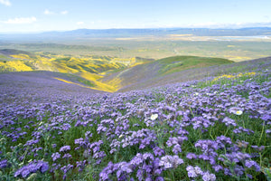 Phacelia Seeds