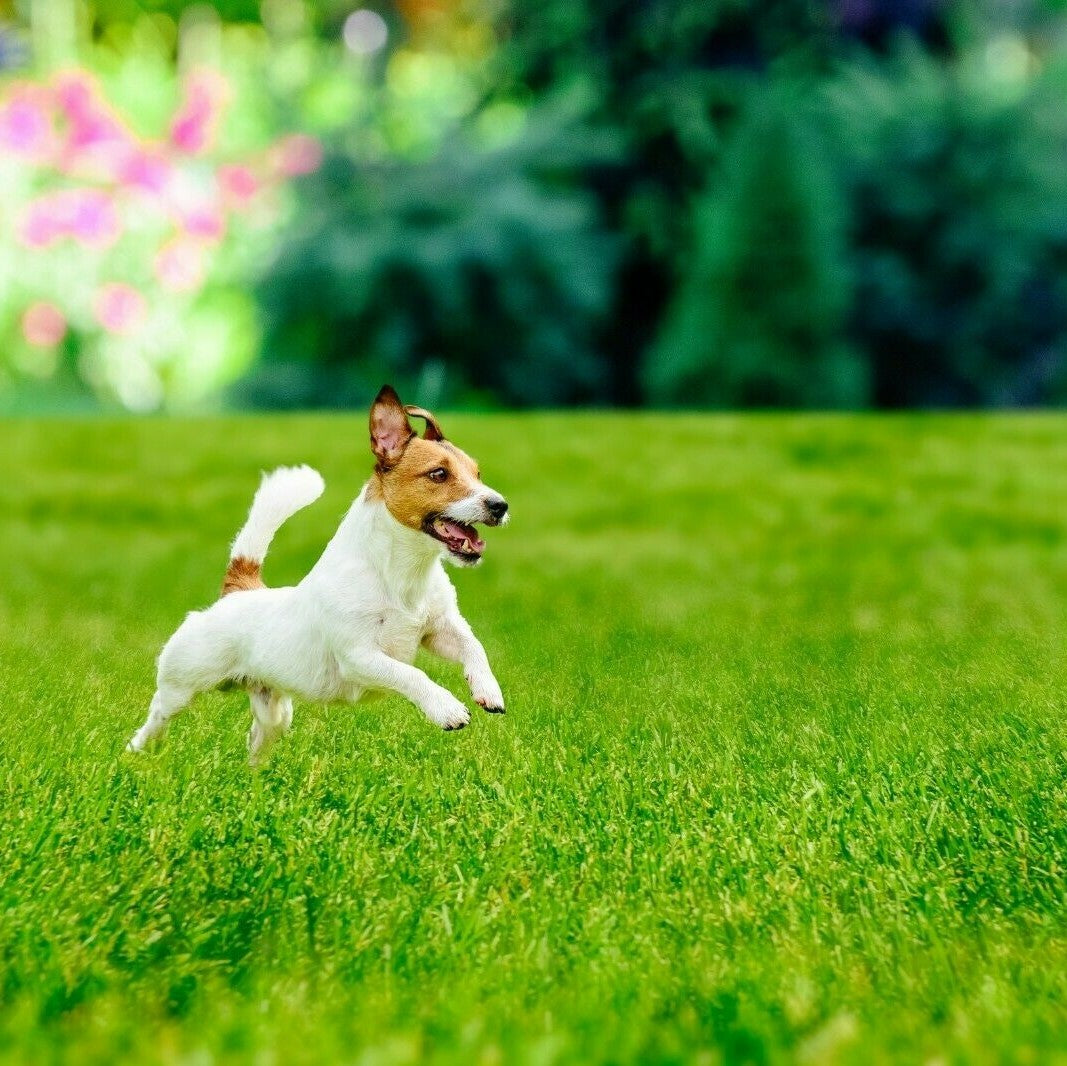 5KG Hard Wear Grass Seed Garden Lawns Sport Fields Paddocks Tough Fast Growing