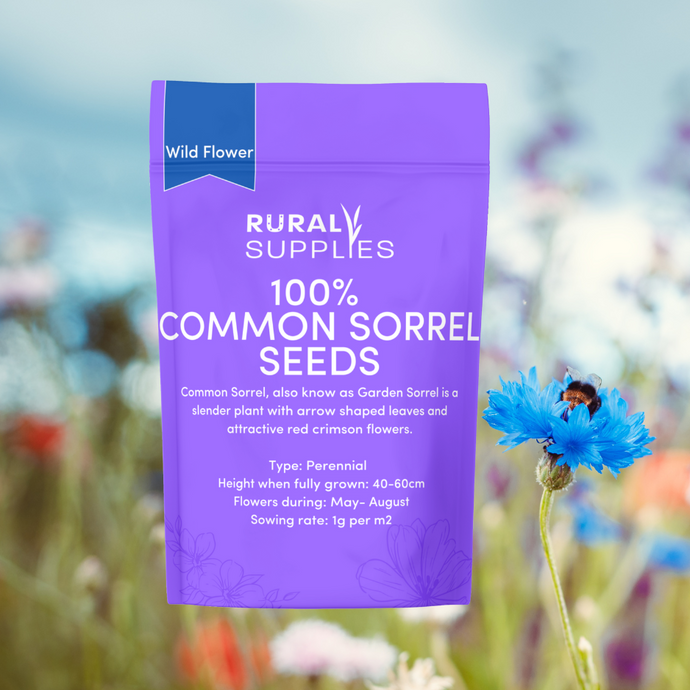 Common Sorrel