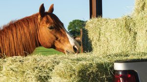 100% Timothy Grass Seed ¦ Straight