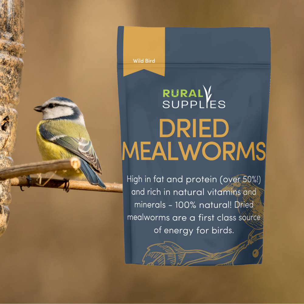 Dried Mealworms